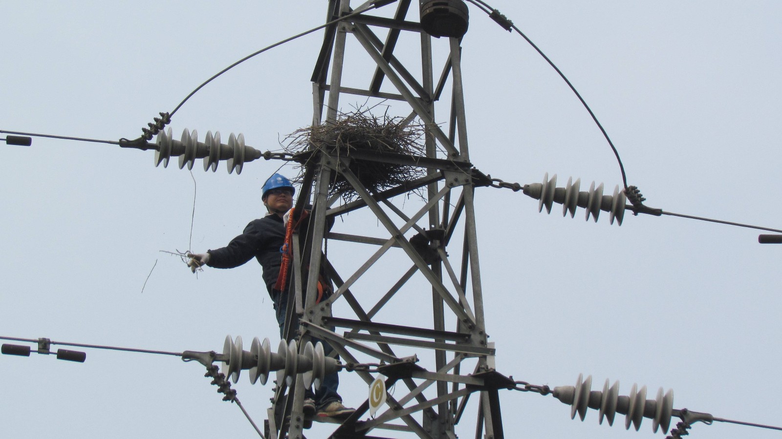 鳥(niǎo)害.jpg 鳥(niǎo)害.jpg